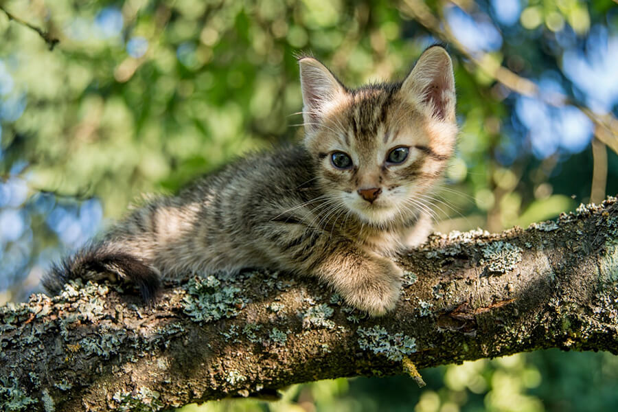 котенок на дереве