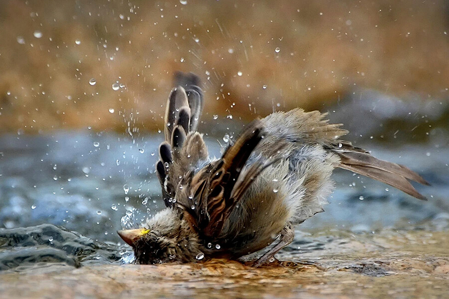 воробей купается, брызги воды