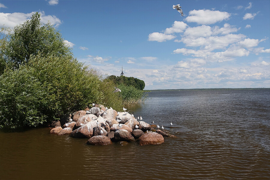 чайки на камнях 