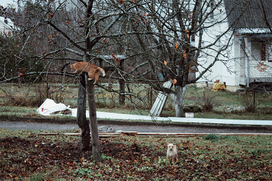 кот на дереве