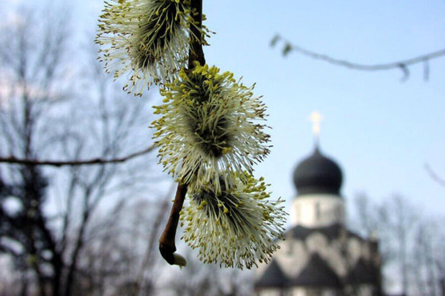 распустились вербочки